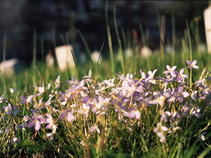 Flowers in Graveyard
